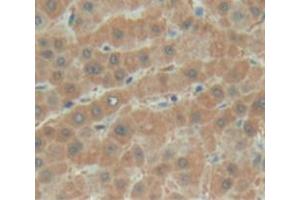 Used in DAB staining on fromalin fixed paraffin- embedded liver tissue (BTD anticorps  (AA 42-271))