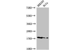 Western Blot Positive WB detected in: HEK293 whole cell lysate, Hela whole cell lysate All lanes: RNASEH2C antibody at 3 μg/mL Secondary Goat polyclonal to rabbit IgG at 1/50000 dilution Predicted band size: 18 kDa Observed band size: 18 kDa (RNASEH2C anticorps  (AA 1-164))