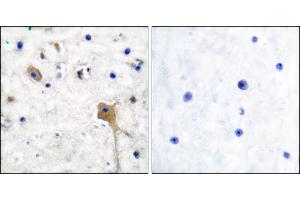 Immunohistochemical analysis of paraffin-embedded human brain tissue using SH-PTP2 antibody. (PTPN11 anticorps)