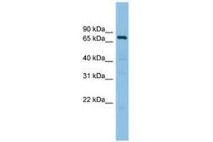 Image no. 1 for anti-A Kinase (PRKA) Anchor Protein 10 (AKAP10) (AA 575-624) antibody (ABIN6744510)