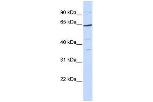 Human 293T; WB Suggested Anti-TCF7L1 Antibody Titration: 0. (TCF7L1 anticorps  (N-Term))
