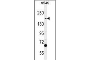 Western blot analysis in A549 cell line lysates (35ug/lane). (TDRD7 anticorps  (C-Term))