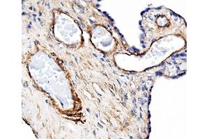 IHC analysis of Pecam1 using anti-Pecam1 antibody (ABIN7601672). (CD31 anticorps  (AA 41-491))