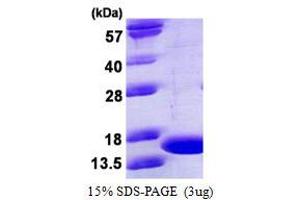 Image no. 1 for Tumor Necrosis Factor alpha (TNF alpha) protein (ABIN1098805) (TNF alpha Protéine)