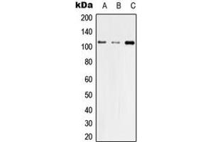 Western blot analysis of ZO3 expression in HEK293T (A), Raw264. (TJP3 anticorps  (Center))