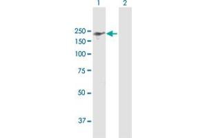 Western Blot analysis of IQGAP3 expression in transfected 293T cell line by IQGAP3 MaxPab polyclonal antibody. (IQGAP3 anticorps  (AA 1-1631))