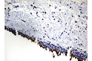 Image no. 7 for anti-Nibrin (NBN) (AA 461-754) antibody (ABIN1491539)