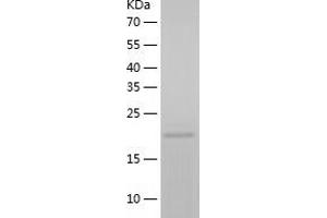 Western Blotting (WB) image for Charged Multivesicular Body Protein 1A (CHMP1A) (AA 1-196) protein (His tag) (ABIN7122251) (CHMP1A Protein (AA 1-196) (His tag))