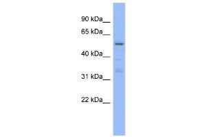 WB Suggested Anti-TRIM5  Antibody Titration: 0. (TRIM5 anticorps  (N-Term))
