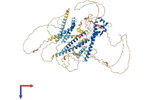 AlphaFold protein structure predicition of Human Recombinant MYRIP Protein, UniprotID Q8NFW9