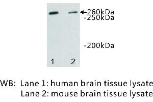 Image no. 1 for anti-Dopey Family Member 2 (DOPEY2) antibody (ABIN1112923)