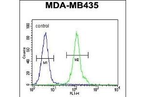 OR2L13 Antibody (C-term) (ABIN655220 and ABIN2844829) flow cytometric analysis of MDA-M cells (right histogram) compared to a negative control cell (left histogram). (OR2L13 anticorps  (C-Term))