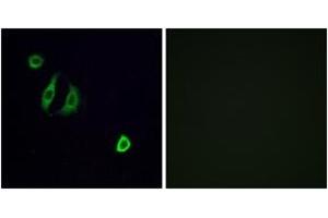 Immunofluorescence analysis of A549 cells, using OR4F6 Antibody. (OR4F6 anticorps  (AA 55-104))