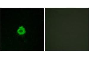 Immunofluorescence analysis of HuvEc cells, using BAI2 Antibody. (BAI2 anticorps  (AA 91-140))