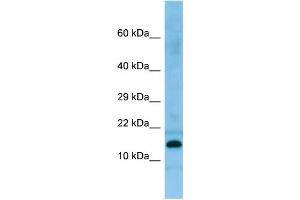 WB Suggested Anti-PRH2 Antibody Titration: 1.