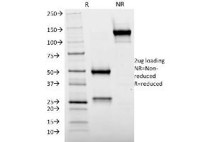 SDS-PAGE Analysis Purified Cytochrome p450 Mouse Monoclonal Antibody (M12P4H2). (CYP2E1 anticorps  (C-Term))