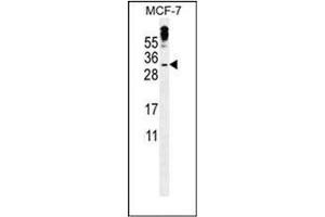 Western blot analysis of MBD3L3 Antibody (C-term) in MCF-7 cell line lysates (35ug/lane). (MBD3L3 anticorps  (C-Term))