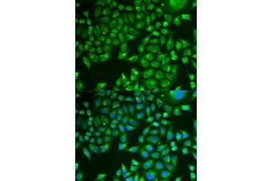 Immunofluorescence analysis of U2OS cells using PNLIP antibody (ABIN5975718). (PNLIP anticorps)