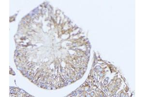 ABIN6272906 at 1/100 staining Mouse testis tissue by IHC-P.