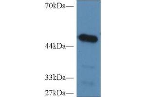 Rabbit Detection antibody from the kit in WB with Positive Control: Sample Mouse Heart lysate.
