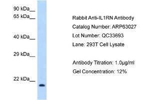Western Blotting (WB) image for anti-Interleukin 1 Receptor Antagonist (IL1RN) (N-Term) antibody (ABIN2789341)