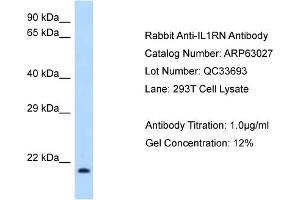Western Blotting (WB) image for anti-Interleukin 1 Receptor Antagonist (IL1RN) (N-Term) antibody (ABIN970947) (IL1RN anticorps  (N-Term))