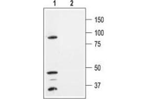 Western blot analysis of HEK-293-KCNK1 transfected cells: - 1. (KCNK1 anticorps  (Extracellular, P1 Loop))