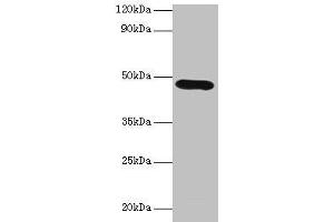 Western blot All lanes: Lox antibody at 2 μg/mL + K562 whole cell lysate Secondary Goat polyclonal to rabbit IgG at 1/10000 dilution Predicted band size: 47 kDa Observed band size: 47 kDa (LOX anticorps  (AA 163-411))