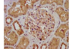 IHC image of ABIN7143624 diluted at 1:700 and staining in paraffin-embedded human kidney tissue performed on a Leica BondTM system.