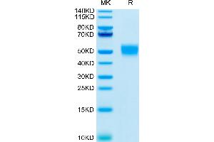 Human CD24 on Tris-Bis PAGE under reduced conditions.
