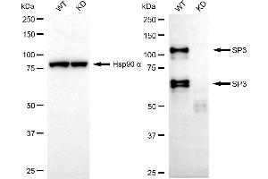 Western blotting analysis using SP3 antibody (ABIN7800416).