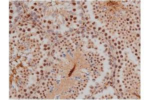 ABIN6267333 at 1/200 staining Mouse testis tissue sections by IHC-P.