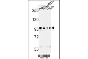 Western blot analysis of MASTL Antibody in HepG2, MDA-MB231, 293, Hela cell line lysates (35ug/lane) (MASTL anticorps)