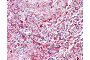 Anti-RGS19 antibody IHC of human spleen.