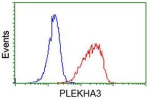 Image no. 2 for anti-Pleckstrin Homology Domain Containing Family A3 (PLEKHA3) antibody (ABIN1500273) (PLEKHA3 anticorps)