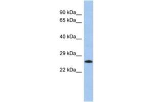 anti-MGC50273 antibody