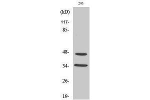 Western Blotting (WB) image for anti-Forkhead Box B1/2 (FOXB1/2) (Internal Region) antibody (ABIN3184650) (FOXB1/2 anticorps  (Internal Region))