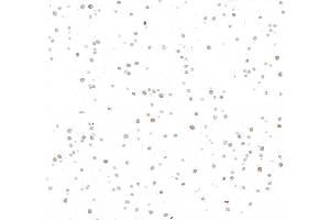 Immunocytochemistry (ICC) image for anti-Cyclin A2 (CCNA2) (C-Term) antibody (ABIN7795811)