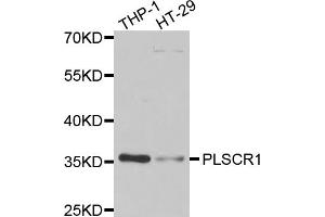 Western blot analysis of extracts of various cell lines, using PLSCR1 antibody (ABIN5974037) at 1/1000 dilution.