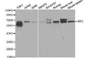 Western blot analysis of extracts of various cell lines, using IRF5 antibody. (IRF5 anticorps  (AA 1-200))