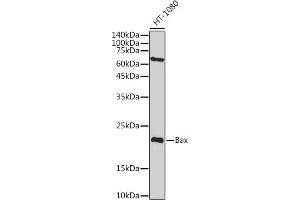 Western blot analysis of extracts of HT-1080 cells, using Bax antibody  at 1:2000 dilution. (BAX anticorps)