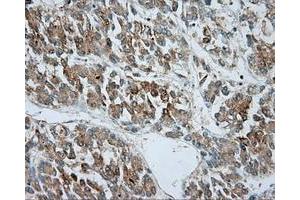 Immunohistochemical staining of paraffin-embedded pancreas tissue using anti-SRR mouse monoclonal antibody. (SRR anticorps)