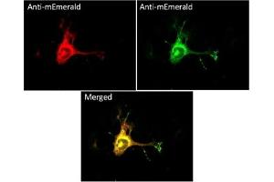 Immunofluorescence (IF) image for anti-mEmerald Fluorescent Protein antibody (ABIN7273073) (mEmerald Fluorescent Protein anticorps)