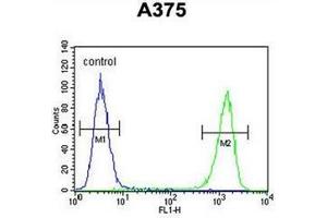 Flow cytometric analysis of A375 cells using FAM96B Antibody (N-term) Cat.