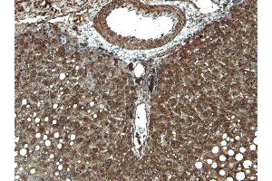 ABIN185606 (5 μg/mL) staining of paraffin embedded Human Liver.