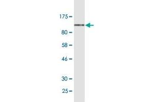 Western Blot detection against Immunogen (119.