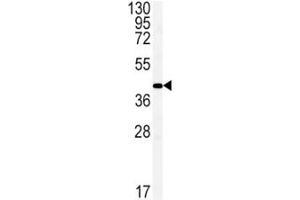 Western blot analysis of Connexin 43 antibody and mouse brain tissue lysate.