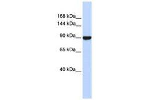 Image no. 1 for anti-Advillin (AVIL) (C-Term) antibody (ABIN6740558) (Advillin anticorps  (C-Term))