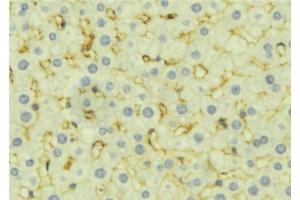 ABIN6277276 at 1/100 staining Mouse liver tissue by IHC-P. (DIABLO anticorps  (C-Term))