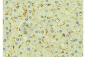 ABIN6277276 at 1/100 staining Mouse liver tissue by IHC-P. (DIABLO anticorps  (C-Term))